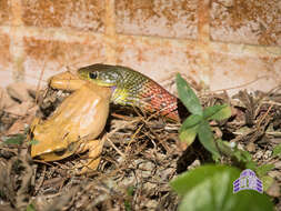 Image of Rhabdophis helleri (Schmidt 1925)