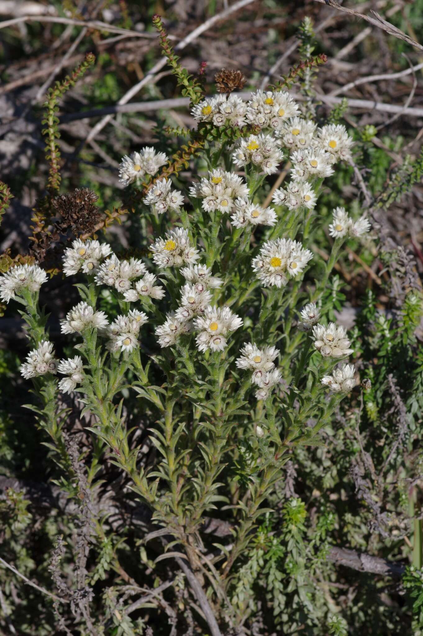 Image of Achyranthemum striatum