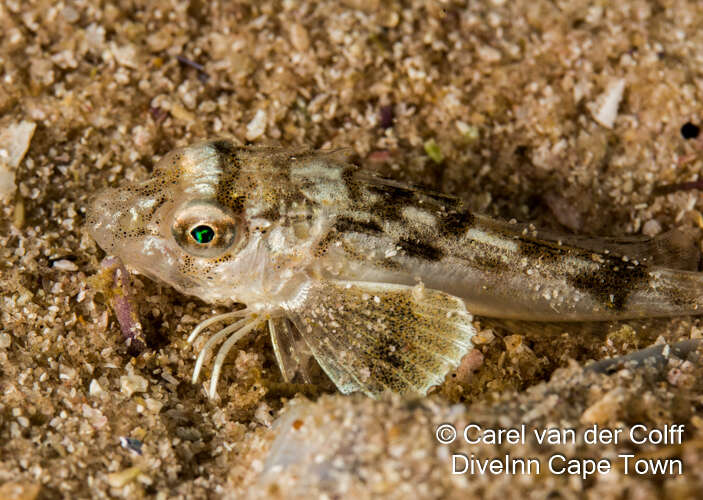 Image of Bluefin Gurnard