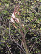 Image de Thelymitra longifolia J. R. Forst. & G. Forst.