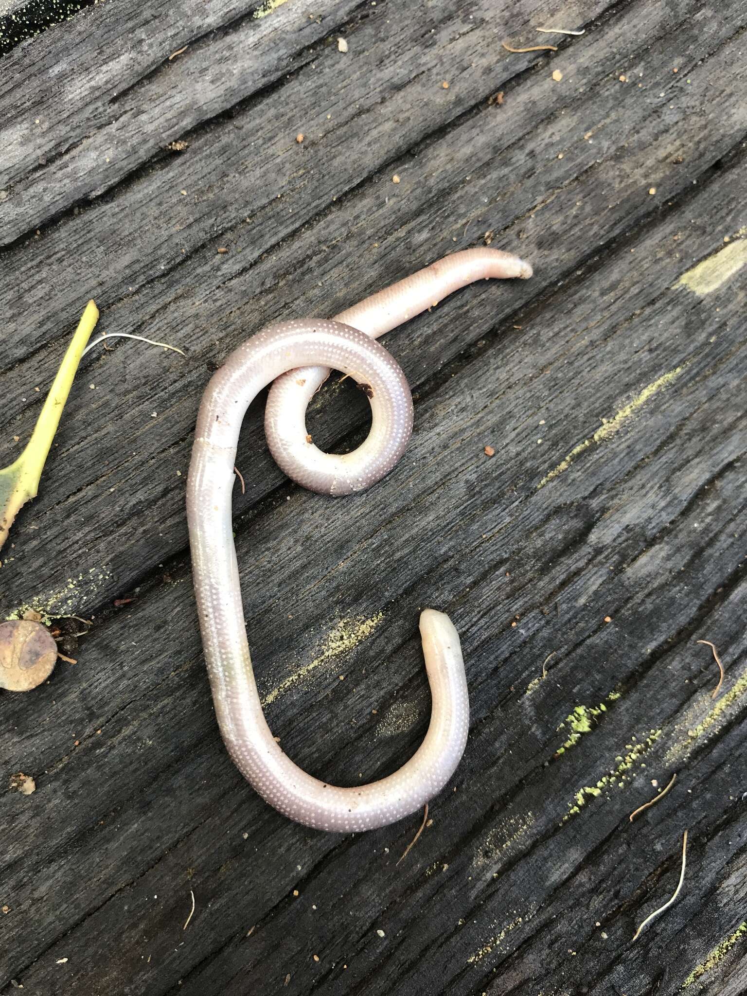 Image of Southern Blind Snake