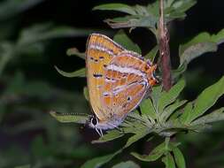 Image of Lycaena li (Oberthür 1886)