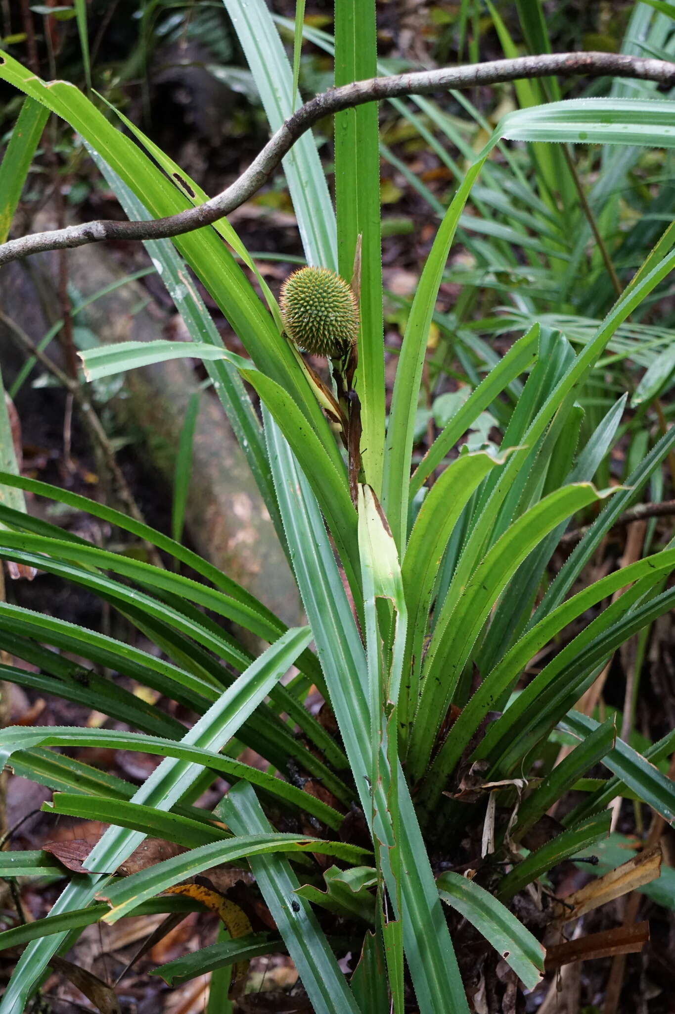 Image of Scrub breadfruit