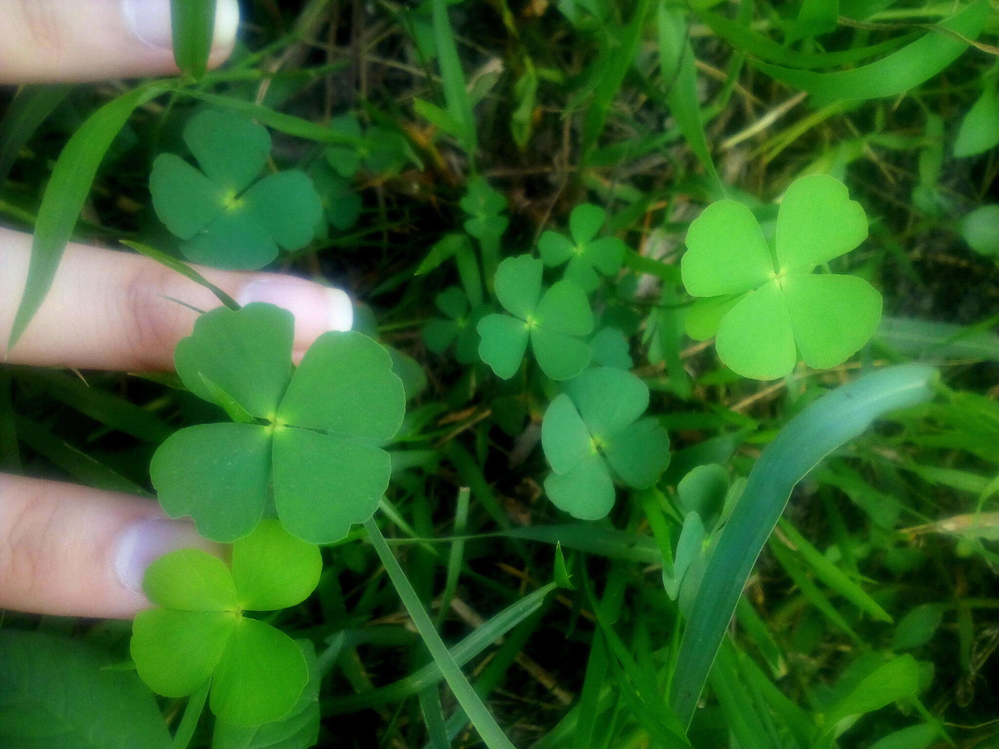 Imagem de Marsilea crenata C. Presl