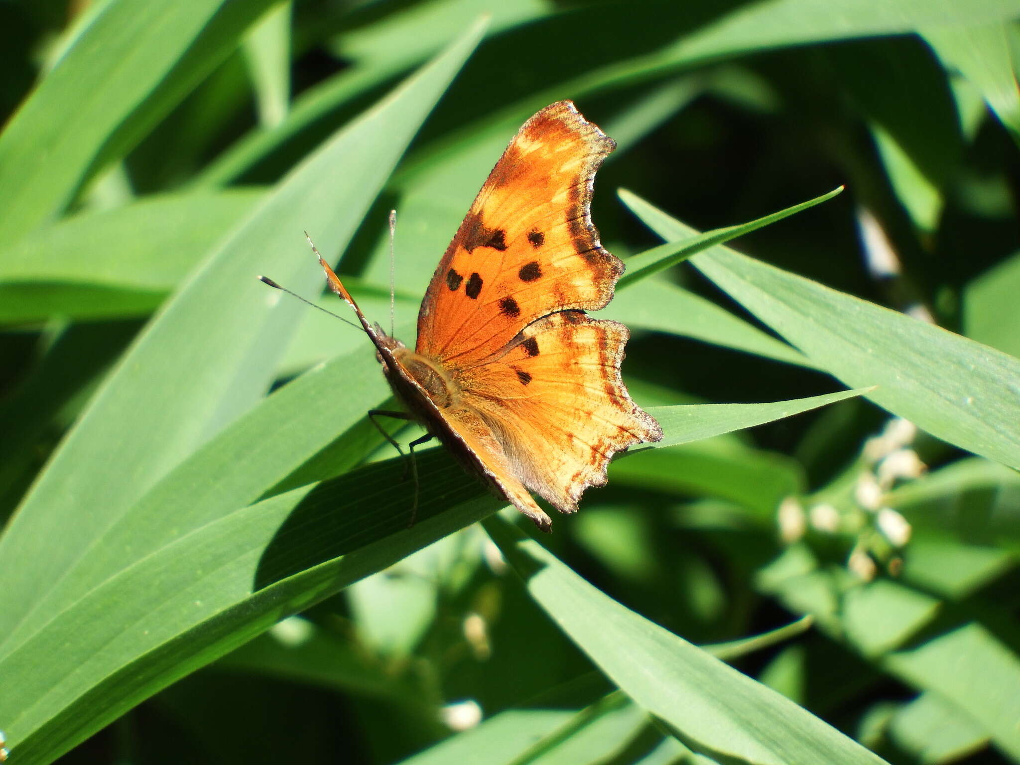 Image of Hoary Comma