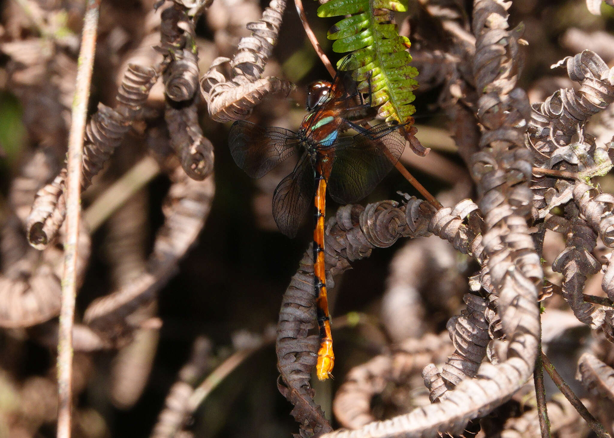 Image of Ochre-tipped Darner