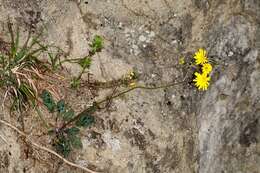 Image of Hieracium glaucinum Jord.