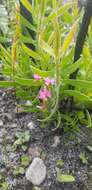 Image of Disa obliqua subsp. clavigera (Lindl.) Bytebier