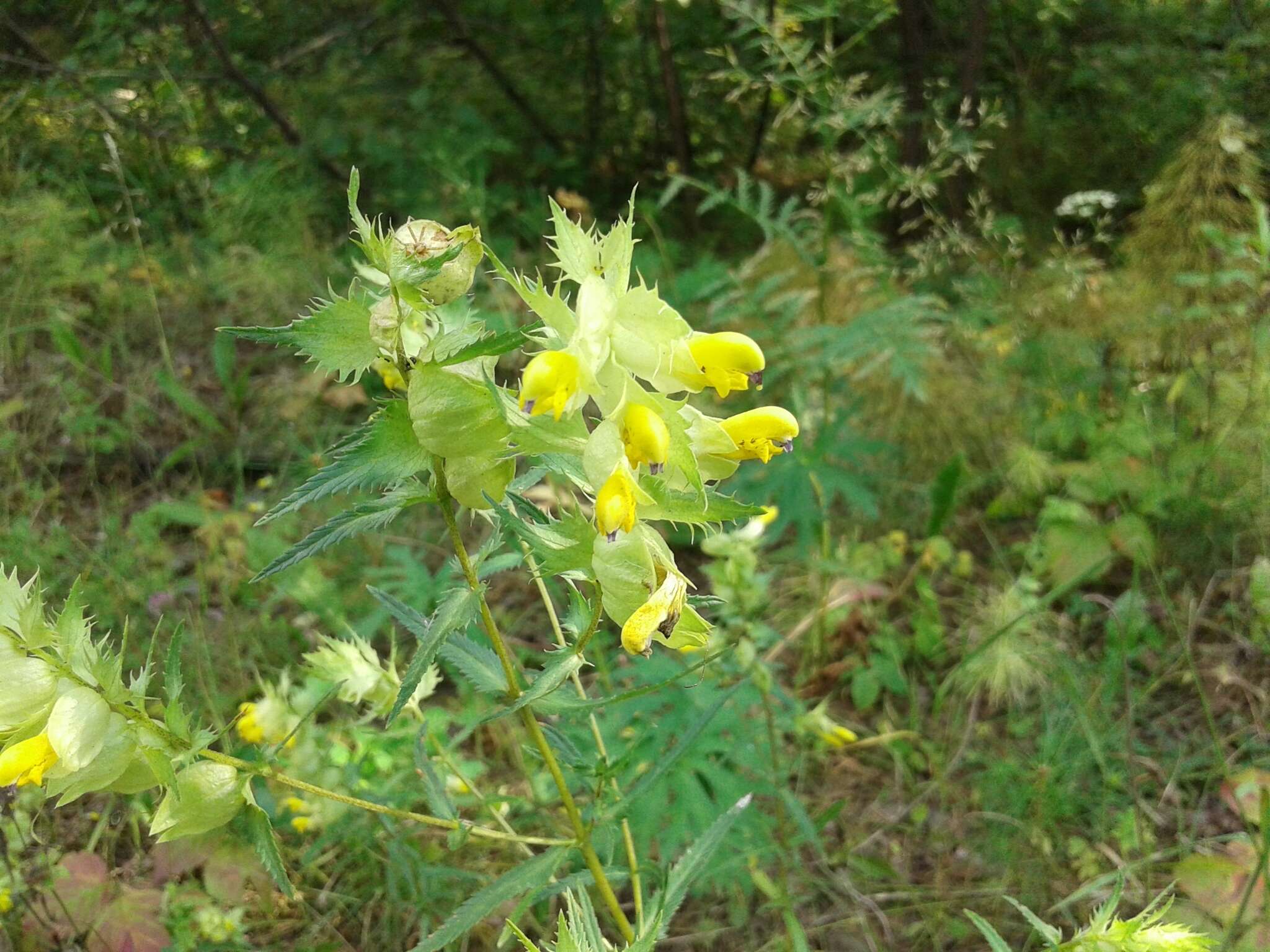 Image of late-flowering yellow rattle