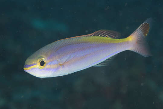 Image of Goldstripe whiptail