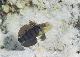Image of Butterfly goby