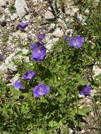 Image of tussock bellflower