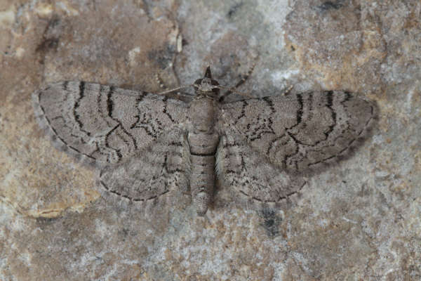 Image of Eupithecia silenicolata Mabille 1866