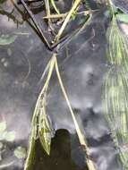 Image of Potamogeton angustifolius J. Presl