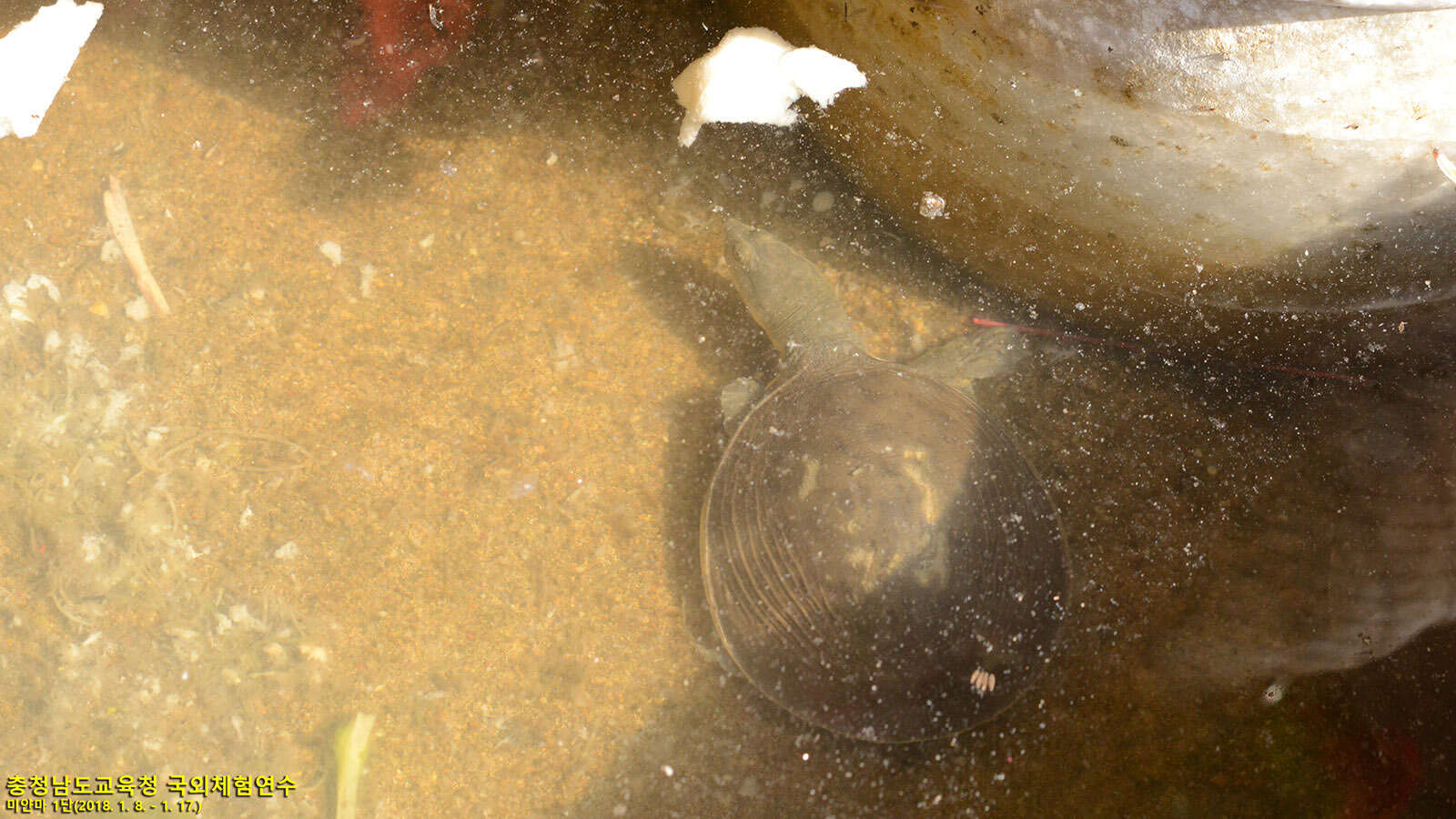 Image of Burmese Flapshell Turtle