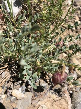 Image of egg milkvetch