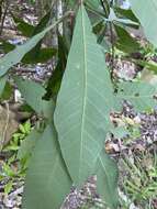 Image of Semecarpus australiensis Engl.