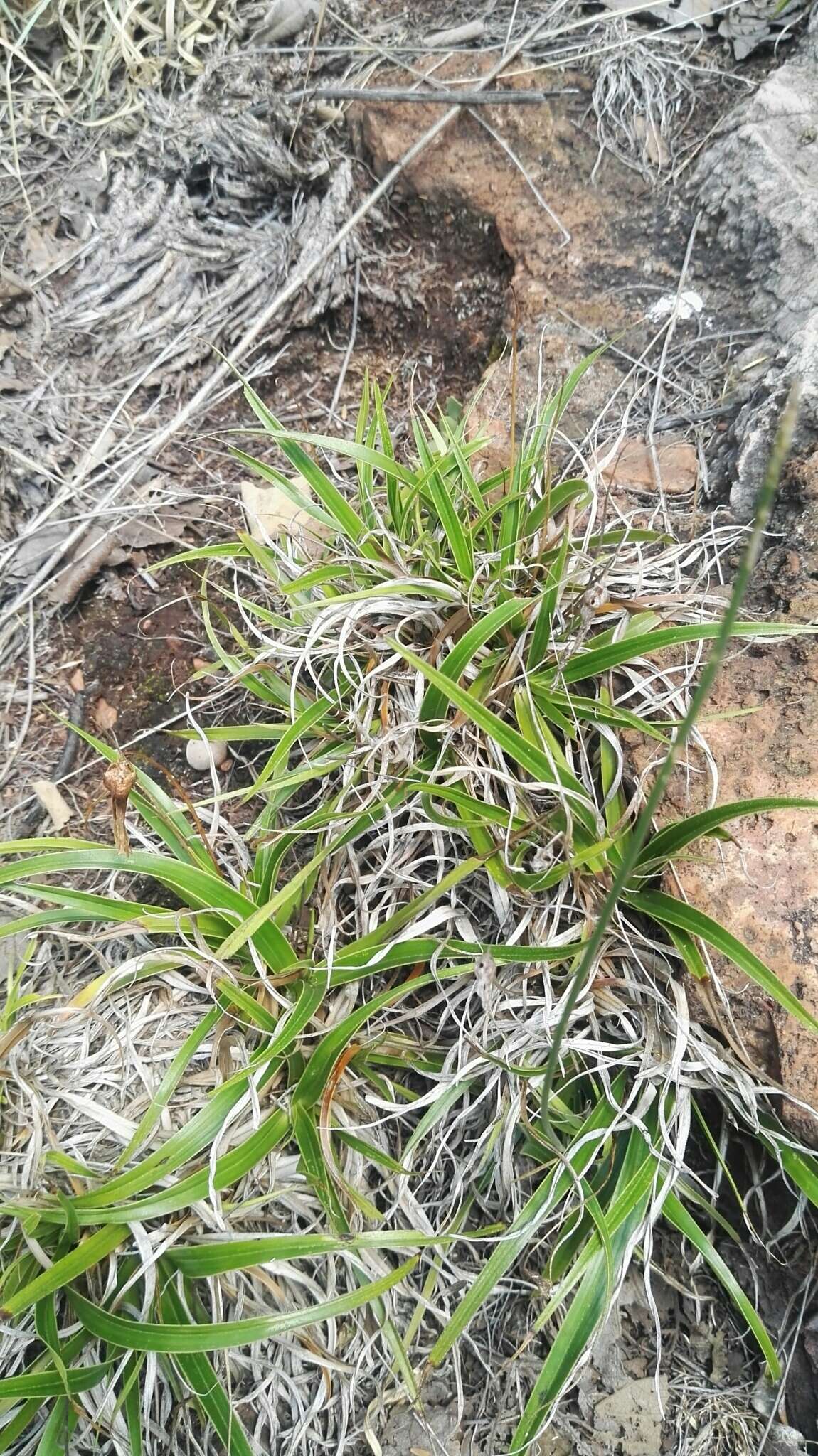 Image of Xerophyta adendorffii Behnke