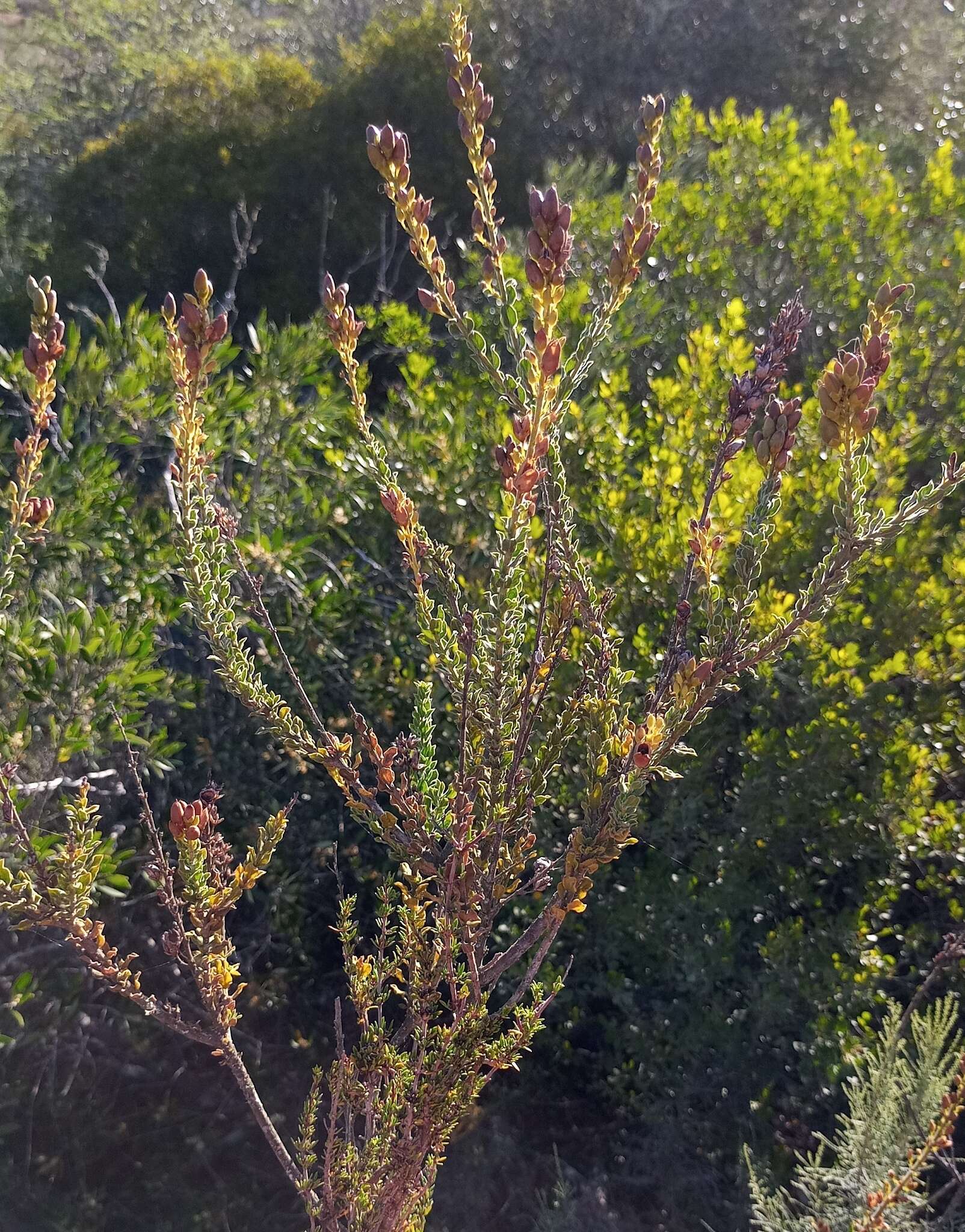 Imagem de Freylinia undulata (L. fil.) Benth.