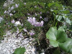 صورة Dianthus sternbergii Sibth.