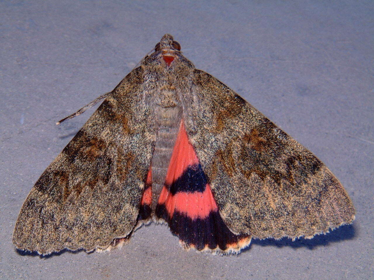 Image of french red underwing