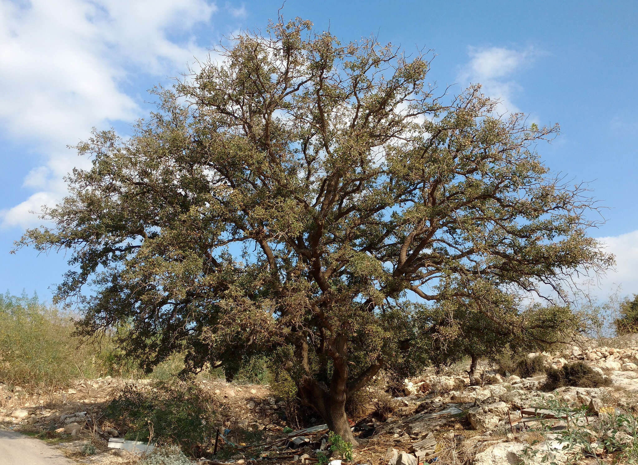 Imagem de Quercus ithaburensis Decne.