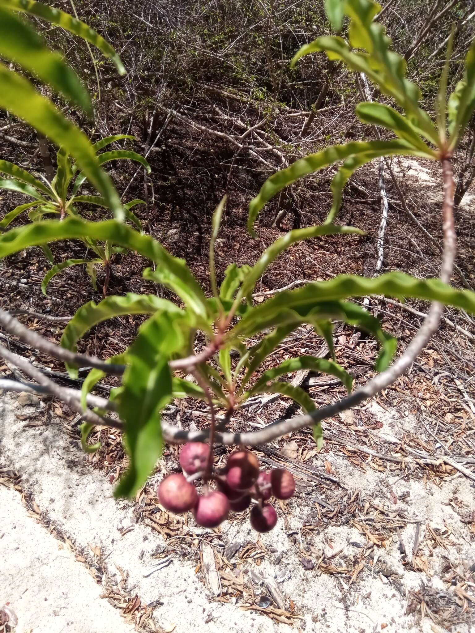 Image of Ardisia didymopora (H. Perrier) Capuron