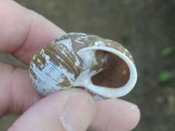 Image of Oregon Forestsnail