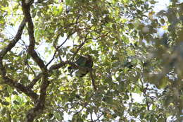 Image of Brown-necked Parrot