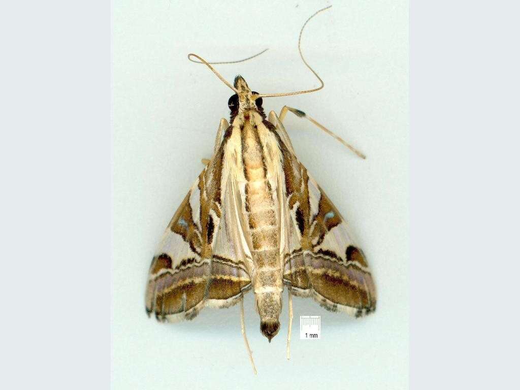 Agrioglypta itysalis Walker 1859 resmi