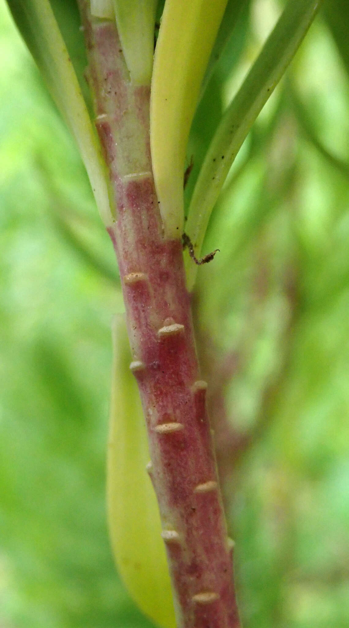 Image of Linum monogynum var. chathamicum Cockayne