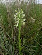 Image of Habenaria epipactidea Rchb. fil.