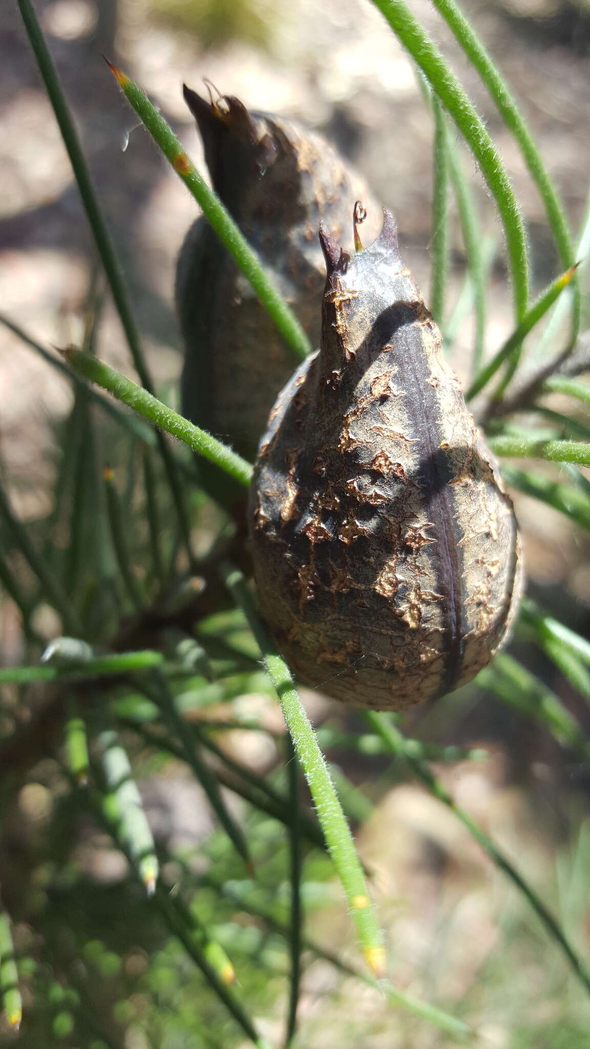 Image de Hakea gibbosa (Sm.) Cav.