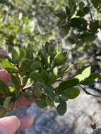 Image of Cedros Island Oak