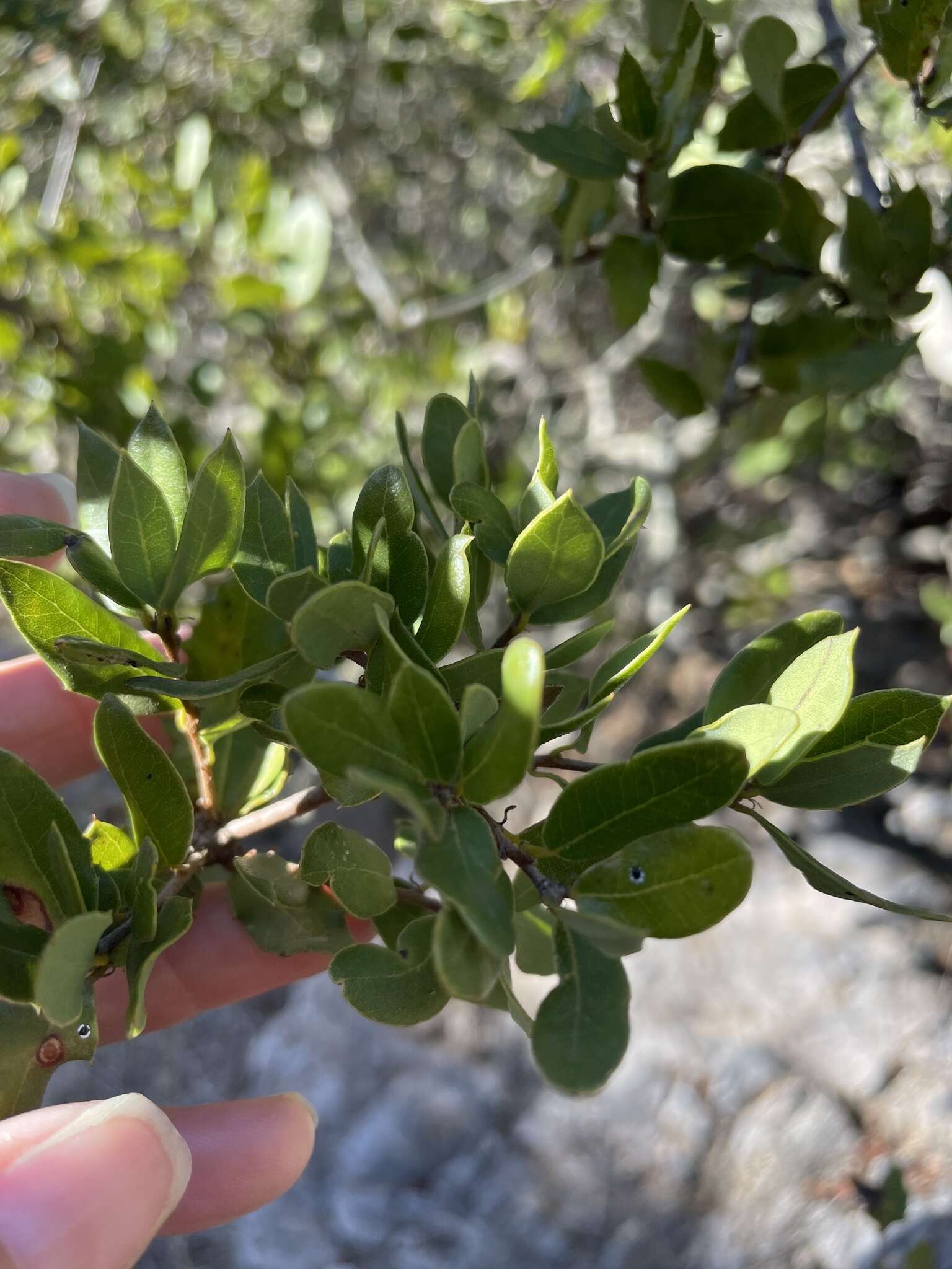 Image of Cedros Island Oak