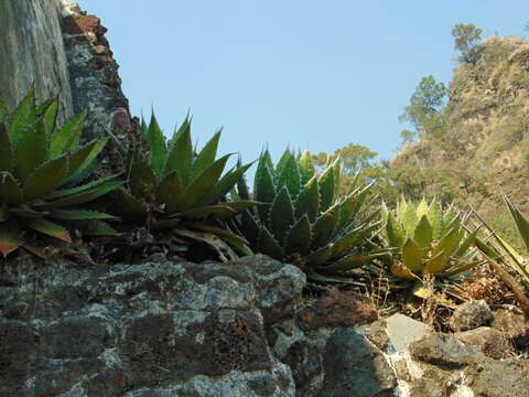 Agave horrida Lem. ex Jacobi resmi