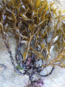 Imagem de Sargassum vulgare