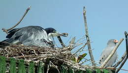 Image of Black-headed Heron