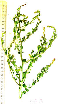 Image of Exomis microphylla (Thunb.) Aell.