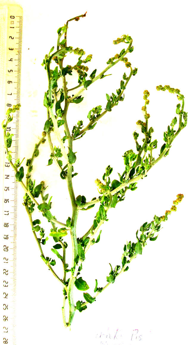 Image of Exomis microphylla (Thunb.) Aell.
