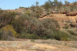 Image of Eucalyptus caesia subsp. caesia