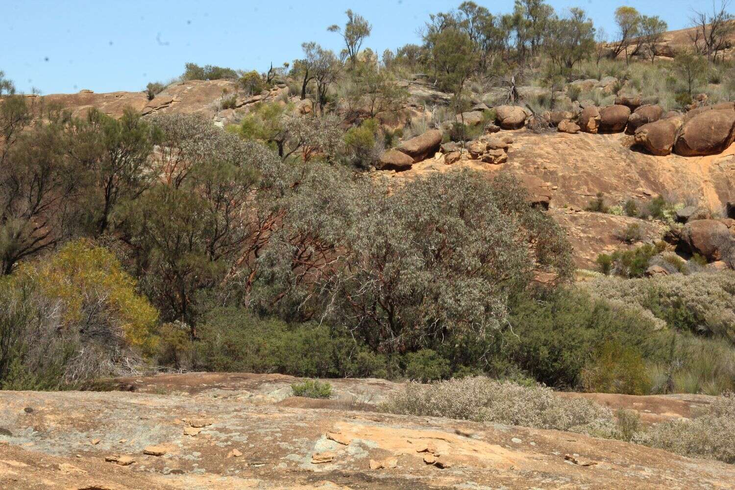 Image of Eucalyptus caesia subsp. caesia