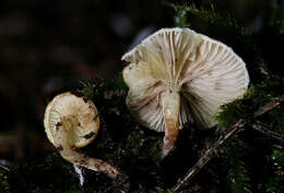 Image of Pholiota scamba (Fr.) M. M. Moser 1986