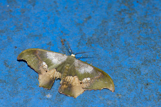 Image de Timandromorpha discolor Warren 1896