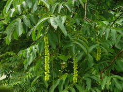 Image of Caucasian Wingnut