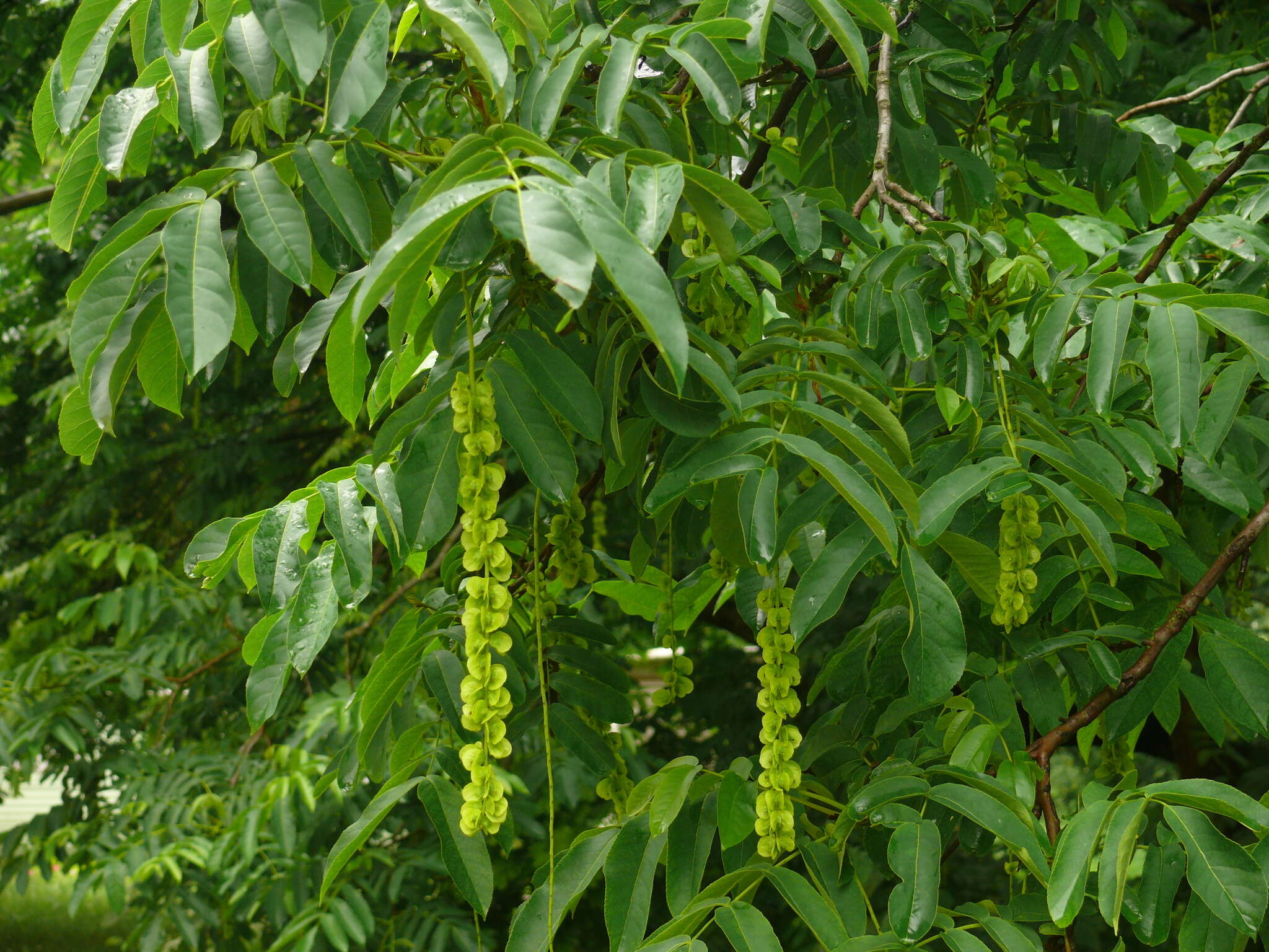 Image of Caucasian Wingnut