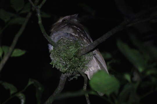 Image of Philippine Frogmouth