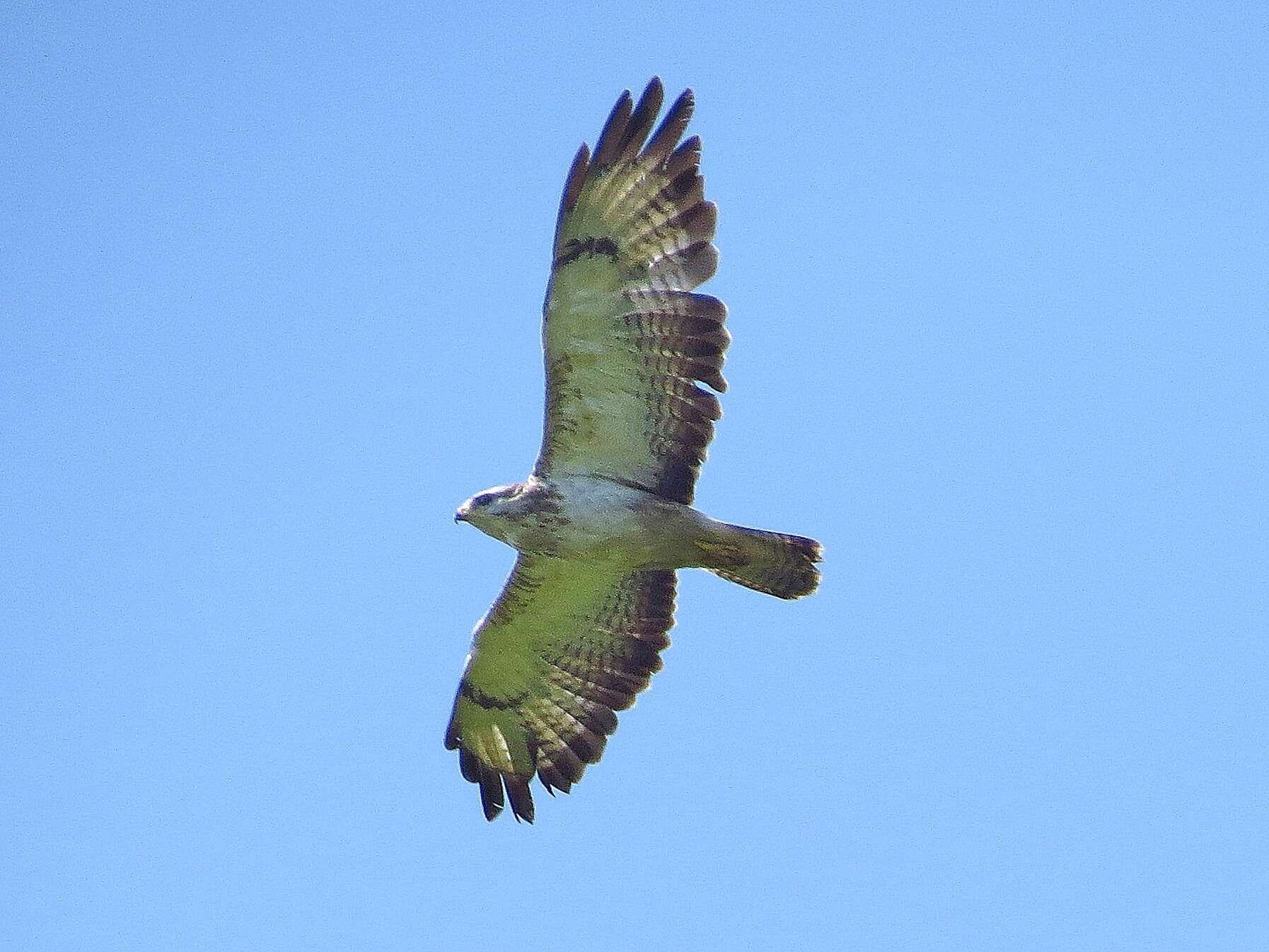 Image of Buteo buteo buteo (Linnaeus 1758)