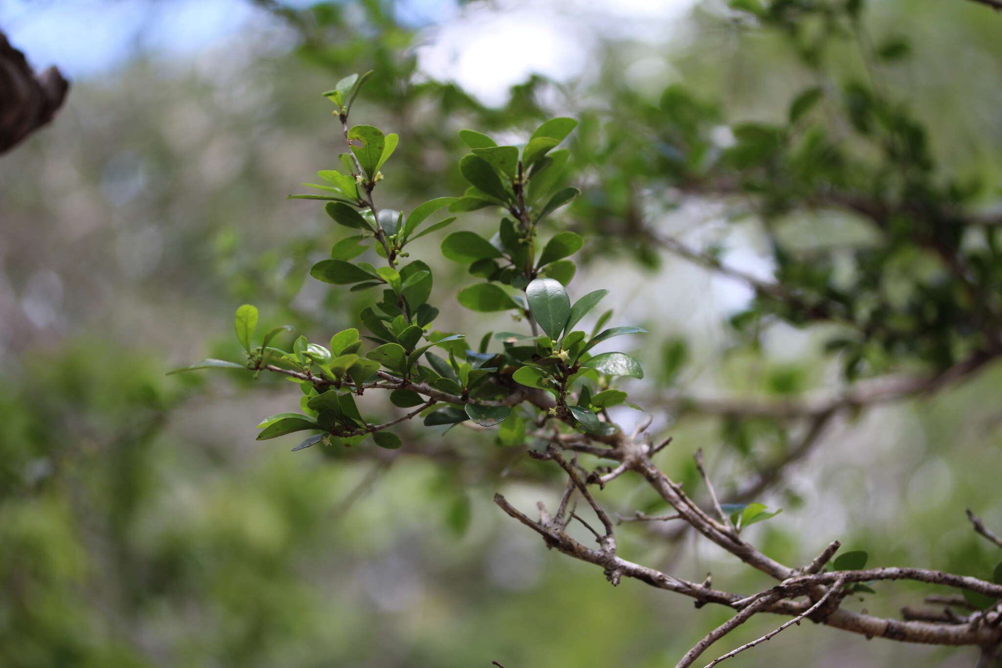 Image of Emmenosperma pancherianum Baill.