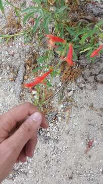 Слика од Penstemon rostriflorus Kellogg